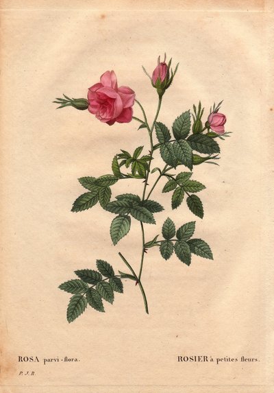 Tabla botánica, Flor, Variedad de Rosa: Rosa con flores pequeñas (Rosa parvi-flora o Rosa parvi flora) de América del Norte. En “Les Roses”, Volumen 2 por Pierre Joseph Redouté (1759-1840) de Pierre Joseph Redouté