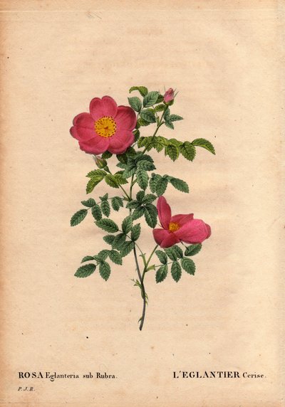 Lámina botánica, flor, variedad de rosa: El Eglantier de Cereza (Rosa eglanteria sub rubra) registrado en los invernaderos de Monsieur Vilmorin, circa 1820 y obtenido por las semillas de la rosa amarilla foetida. En Les Roses, Volumen 2 por Pierre Joseph R de Pierre Joseph Redouté