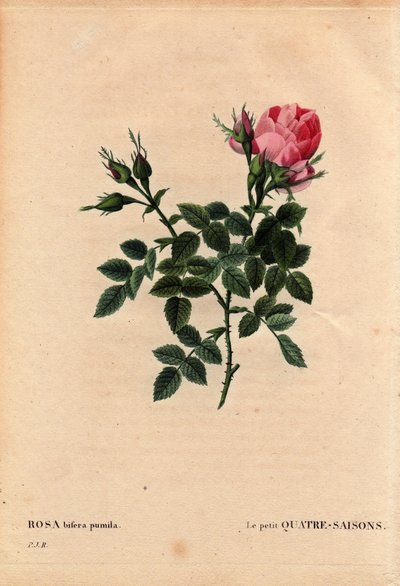 Tabla botánica, flor, variedad de rosa: Las Cuatro Estaciones Pequeñas (Cuatro Estaciones). En latín: Rosa bifera pumila, cultivada por Monsieur Noel, París, Francia, antes de 1824. En “Les Roses”, Volumen 2 de Pierre Joseph Redoute (1759-1840) de Pierre Joseph Redouté