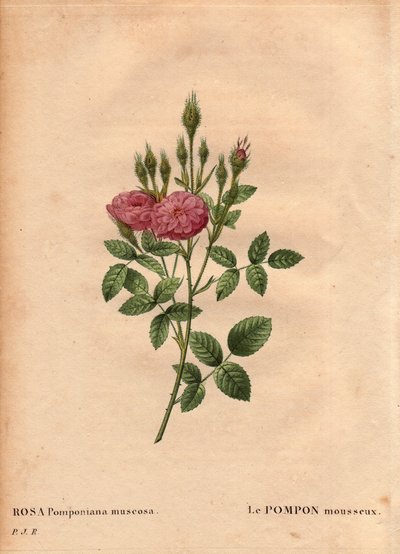 Tabla botánica, flor, variedad de rosa: El pompon brillante tipo “Rosa de Meaux” (Rosa Pomponiana muscosa) descubierto en un jardín en el oeste de Inglaterra alrededor de 1801. En “Les Roses”, Volumen 2 por Pierre Joseph Redoute (1759-1840) de Pierre Joseph Redouté