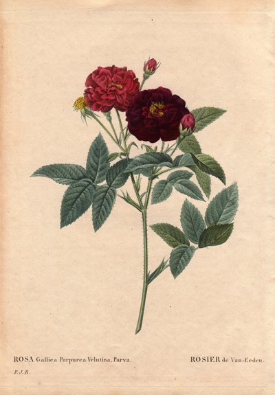 Tabla botánica, flor, variedad de rosa: Rosa de Van Eeden (Rosa Gallica Purpurea Velutina Parva). Cultivada en los Países Bajos por Van Eeden antes de 1810. En “Les Roses”, Volumen 2 de Pierre Joseph Redoute (1759-1840) de Pierre Joseph Redouté