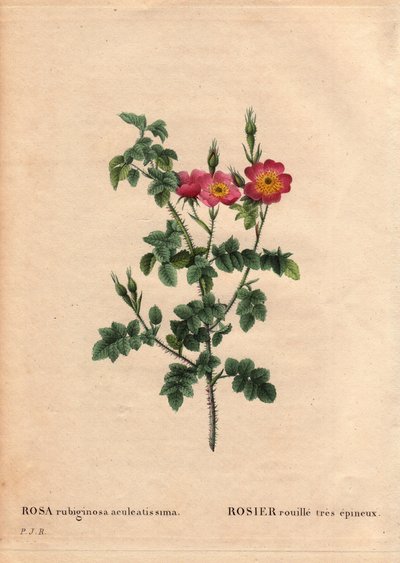 Tablero botánico, flor, variedad de rosa: Rosa rust muy espinosa (Rosa rubiginosa aculeatissima). Obtenida por semillas y criada por Du Pont alrededor de 1810. En "Les Roses", Volumen 2 por Pierre Joseph Redoute (1759-1840) de Pierre Joseph Redouté