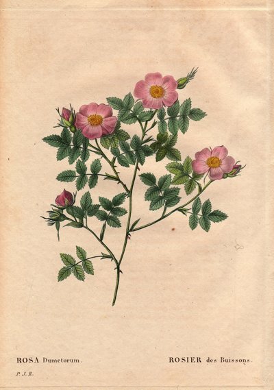 Tabla botánica, flor, variedad de rosa: Rosa de arbusto (Rosa dumetorum). De la familia de las rosas caninas de Europa y Asia, descubierta antes de 1821. En “Les Roses”, Volumen 2 de Pierre Joseph Redoute (1759-1840) de Pierre Joseph Redouté