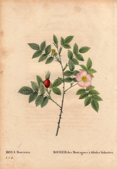 Lámina botánica, flor, variedad de rosa: Rosa de montaña con folíolos bidentados (Rosa Biserrata). Recogida por el Doctor Merat antes de 1812 en Mont Valerien cerca de París, Francia. En “Les Roses,” Volumen 2 de Pierre Joseph Redouté (1759-1840) de Pierre Joseph Redouté