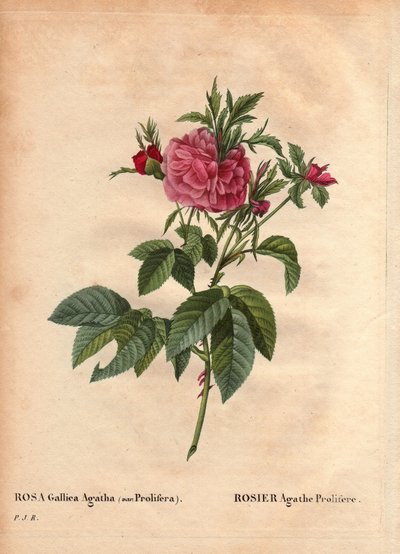Tablero botánico, flor, variedad de rosa: Rosa Agathe Prolifere (Rosa Gallica Agatha Prolifera). En "Les Roses", Volumen 2 por Pierre Joseph Redoute (1759-1840) de Pierre Joseph Redouté