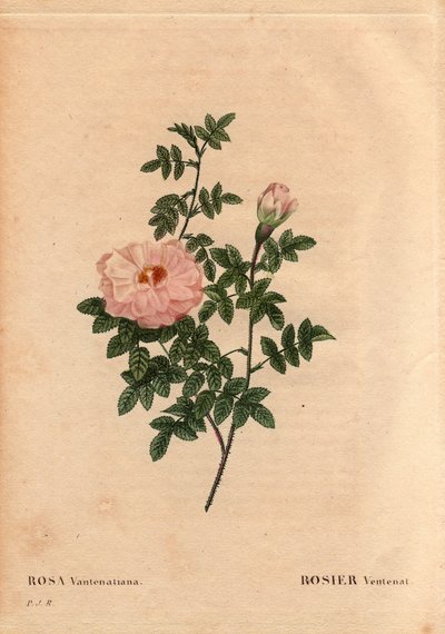 Tabla botánica, flor, variedad de rosa: Rosa Ventenat. (Rosa ventenatiana), origen desconocido. En “Les Roses”, Volumen 2 por Pierre Joseph Redoute (1759-1840) de Pierre Joseph Redouté