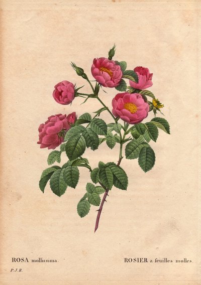 Lámina botánica, flor, variedad de rosa: Rosa con hojas suaves. (Rosa mollissima flora submultiplici). Variedad de rosa mollis, antes de 1821. En “Les Roses,” Volumen 2 de Pierre Joseph Redouté (1759-1840) de Pierre Joseph Redouté