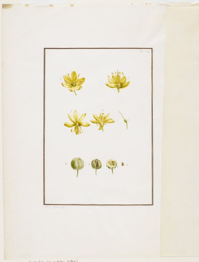 Disección botánica: Asfódelo amarillo (Asphodelus lutea), c.1778-90 de Pierre Joseph Redouté