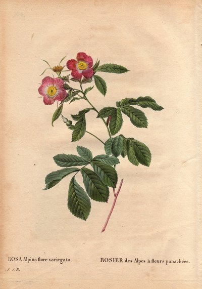 Lámina botánica, flor, variedad de rosa: Rosa de los Alpes con flores variegadas (Rosa alpina flora variegato). Introducida en Francia alrededor de 1813 por Poilpre. En Les Roses, Volumen 2 por Pierre Joseph Redoute de Pierre Joseph Redouté
