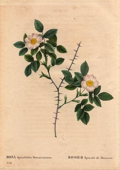 Lámina botánica, flor, variedad de rosa: Rosier Spinule de Dematra (Rosa spinulifolia dematratiana) descubierta cerca de Chatel-sur-Montsalvens, Friburgo, Suiza por el Decano Dematra, sacerdote de Corbieres, antes de 1818. En Les Roses de Pierre Joseph Redouté