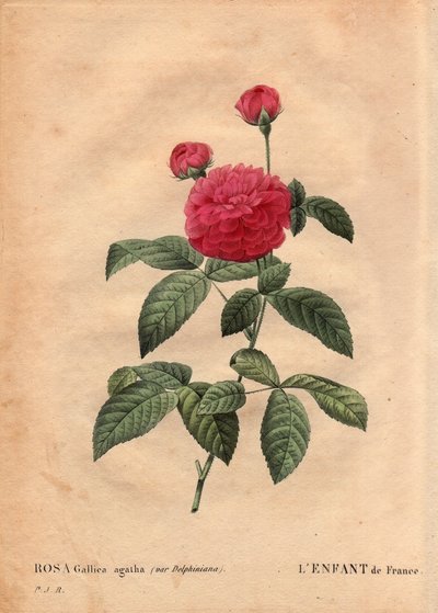 Lámina botánica, flor, variedad de rosa: El niño de Francia (Rosa gallica agatha var. delphiniana). Cultivada por Monsieur Du Pont, circa 1802, conocida desde el reinado de Luis XV (1710-1774) y llamada “Enfant de France” en honor del Delfín. En “Les Roses de Pierre Joseph Redouté
