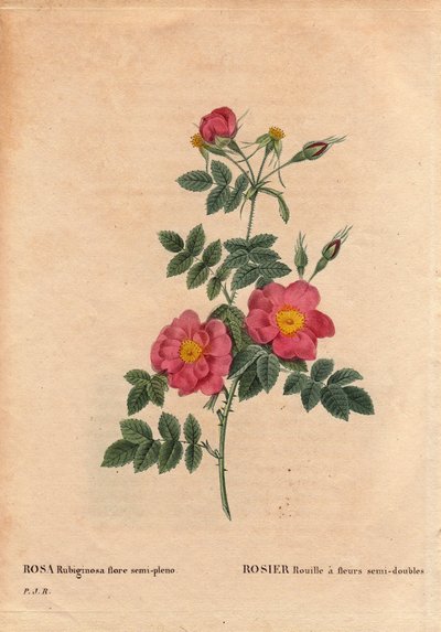 Tabla botánica, Flor, Variedad de Rosa: Rosa Rust con flores semi-dobles (Rosa rubiginosa flora semi pleno), obtenida de semillas y cultivada por P.J. Redouté alrededor de 1806. En “Les Roses”, Volumen 2 por Pierre Joseph Redouté (1759-1840) de Pierre Joseph Redouté