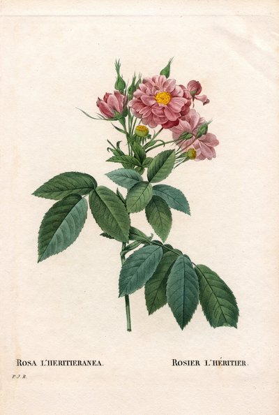 Rosa Boursault, variedad Rosa l