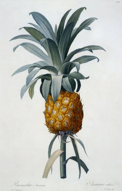 Bromelia Ananas de Pierre Joseph Redouté