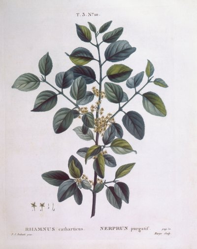 Espino cerval (Rhamnus catharticus), Henry Louis Duhamel du Monceau, lámina botánica por Pierre Joseph Redouté de Pierre Joseph Redouté