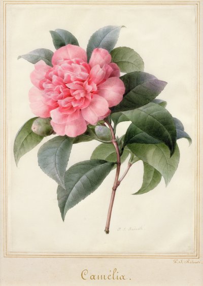 Camelia de Pierre Joseph Redouté