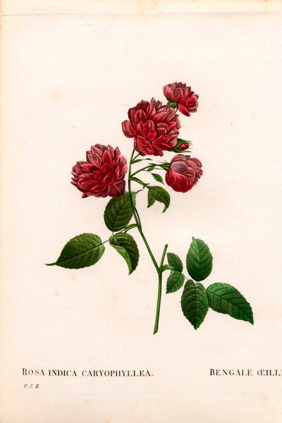 Rosa de China clavel, variedad Rosa chinensis, El clavel de Bengala. Grabado en cobre a mano de puntos de Pierre Joseph Redoute
