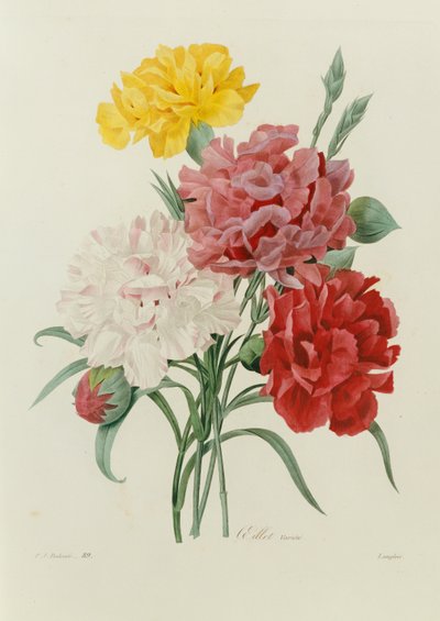 Claveles, de "Choix des Plus Belles Fleurs", c.1833 de Pierre Joseph Redouté