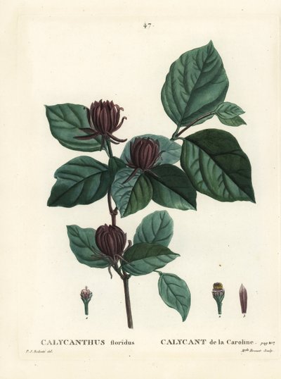 Calycanthus floridus. Grabado a puntos coloreado a mano por Miss Brenet después de una ilustración de Pierre-Joseph Redoute del Tratado de Árboles y Arbustos de Henri Louis Duhamel du Moncel, París de Pierre Joseph Redouté