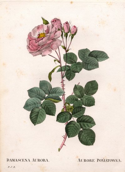 Rosa Celeste, variedad Rosa alba, Rose Aurore Poniatowska. Grabado a buril coloreado a mano de Pierre Joseph Redoute