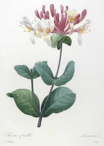 Chevre-feuille, de Choix Des Plus Belle Fleurs et des Plus Beaux Fruits, 1827 (grabado a puntos coloreado a mano) de Pierre Joseph Redouté