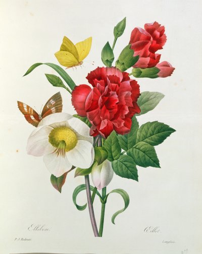 Rosa de Navidad, Helleborus niger y clavel rojo con mariposas, de 