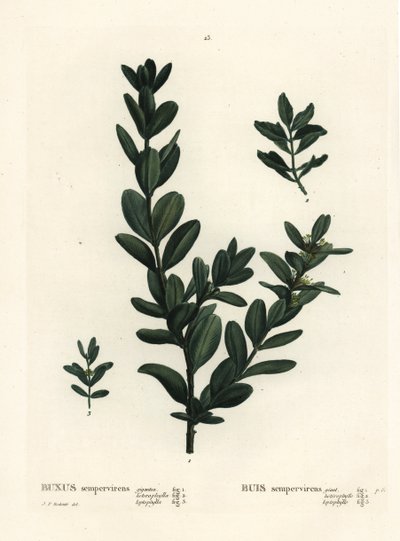 Boj común, boj europeo o boj, Buxus sempervirens. Grabado a mano coloreado después de una ilustración de Pierre-Joseph Redouté del 