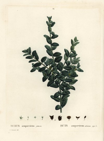 Boj común, boj europeo o boj, Buxus sempervirens fruticosa. Grabado a puntos coloreado a mano después de una ilustración de Pierre-Joseph Redoute del 