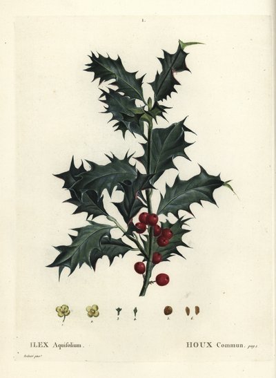 Acebo común, Ilex aquifolium de Pierre Joseph Redouté