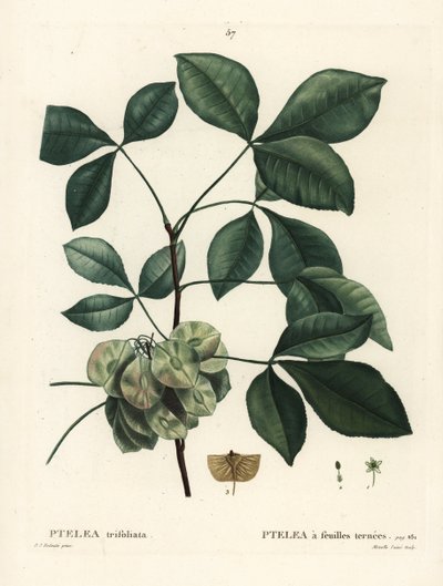 Ptelea trifoliata. Grabado a puntos coloreado a mano por Mixelle l