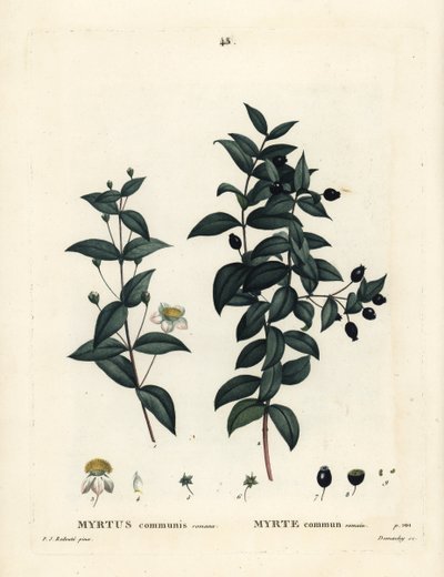 Mirto común, Myrtus communis. Grabado a puntos coloreado a mano por Demachy después de una ilustración de Pierre-Joseph Redoute del Tratado de Árboles y Arbustos de Henri Louis Duhamel du Moncel, París de Pierre Joseph Redouté