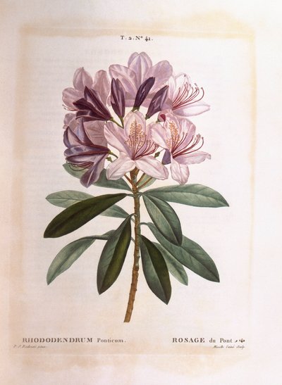 Rhododendron común (Rhododendron ponticum), Henry Louis Duhamel du Monceau, placa botánica por Pierre Joseph Redouté de Pierre Joseph Redouté