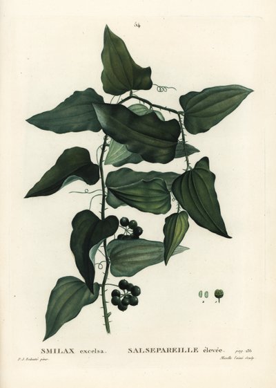 Smilax aspera de Pierre Joseph Redouté