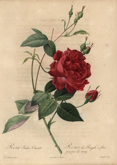 Rosa china carmesí, Rosa chinensis de Pierre Joseph Redouté