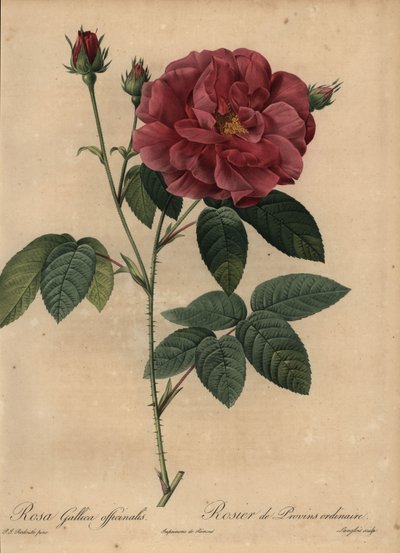 Rosa francesa carmesí o rosa de Provins, Rosa gallica officinalis de Pierre Joseph Redouté