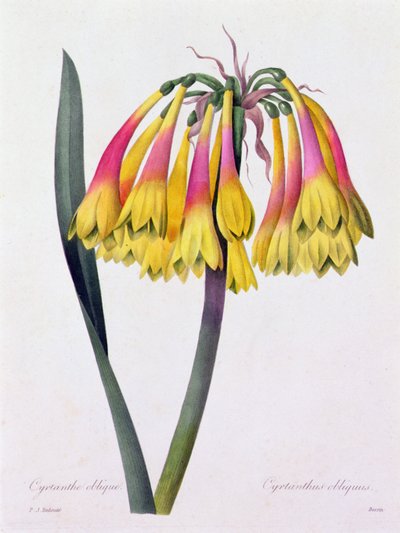 Cyrtanthus Obliquus (grabado en color) de Pierre Joseph Redouté