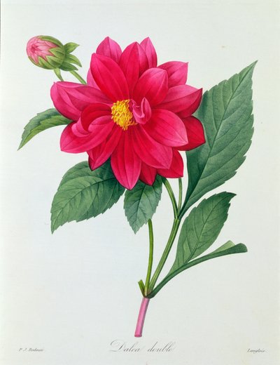 Dalia Doble (grabado en color) de Pierre Joseph Redouté