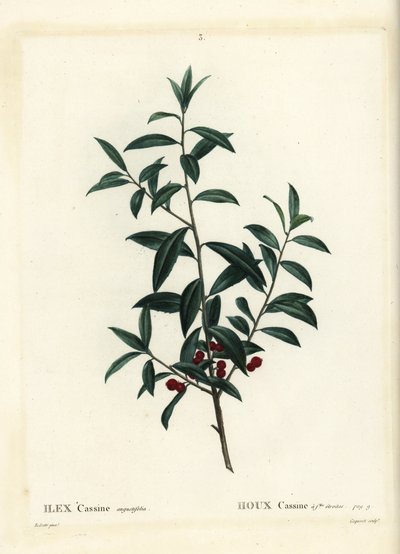 Acebo Dahoon o cassina, Ilex cassine. Grabado a puntos coloreado a mano por Coqueret después de una ilustración de Pierre-Joseph Redoute del 