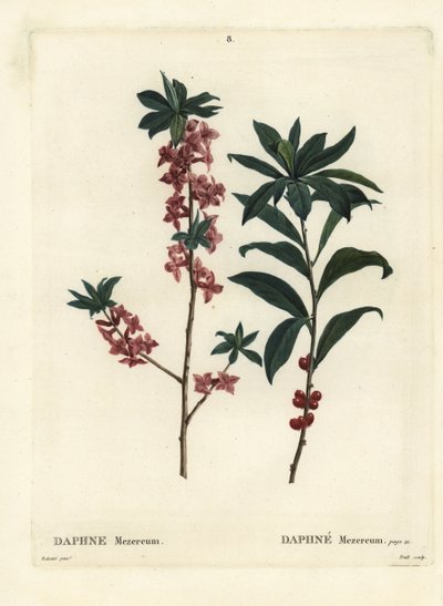 Daphne o mezereon, Daphne mezereum. Grabado a puntos de color a mano por Troll después de una ilustración de Pierre-Joseph Redouté del Tratado de los Árboles y Arbustos de Henri Louis Duhamel du Monceau, París de Pierre Joseph Redouté