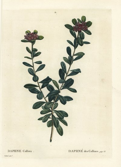 Daphne sericea (Daphne collina). Grabado a puntos de color a mano después de una ilustración de Pierre-Joseph Redouté del Tratado de los Árboles y Arbustos de Henri Louis Duhamel du Monceau, París de Pierre Joseph Redouté