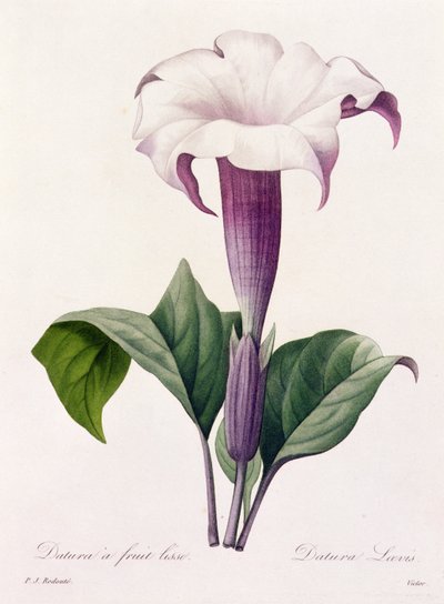 Dature Laevis (grabado en color) de Pierre Joseph Redouté