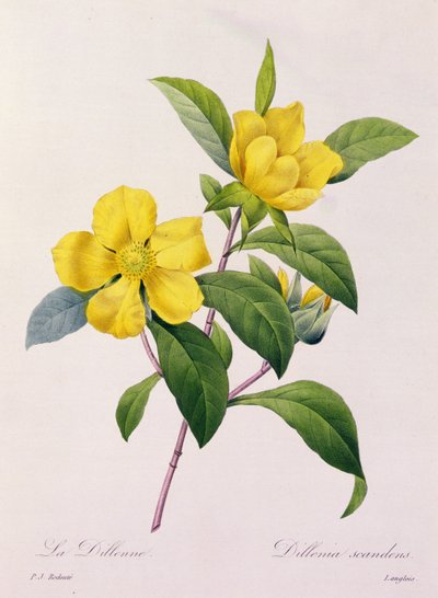 Dillenia Climbing (grabado en color) de Pierre Joseph Redouté