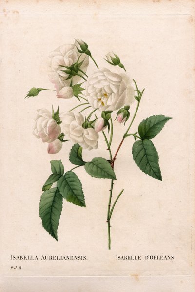 Rosa duquesa de Orleans, variedad Rosa gallica. Grabado en cobre a mano de puntos de Pierre Joseph Redoute