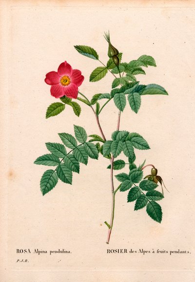 Rosa alpina frutal, Rosa pendulina. Grabado en cobre a mano de Pierre Joseph Redoute