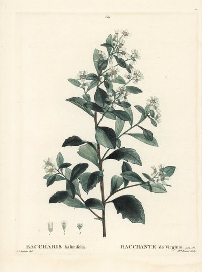 Baccharis oriental, arbusto de tierra, mirto de mar o salicaria, Baccharis halimifolia. Grabado a mano coloreado por Miss Brenet después de una ilustración de Pierre-Joseph Redoute del Tratado de Árboles y Arbustos de Henri Louis Duhamel du Moncel, París de Pierre Joseph Redouté
