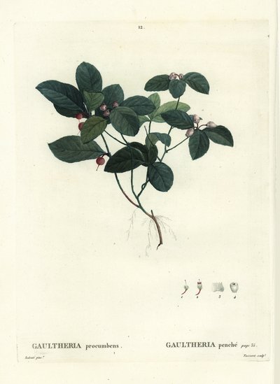 Baya de té oriental, checkerberry o boxberry, Gaultheria procumbens. Grabado a puntos coloreado a mano por Tassaert después de una ilustración de Pierre-Joseph Redoute del 