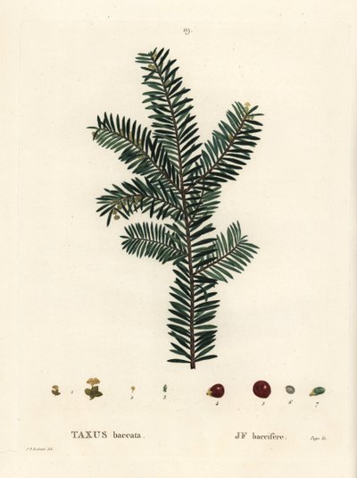 Tejo inglés o tejo europeo, Taxus baccata. Grabado a puntos coloreado a mano por Tassaert después de una ilustración de Pierre-Joseph Redoute del 