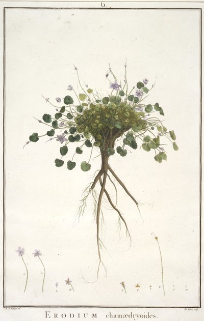 Erodium chamaedryoides, de Geraniologia, seu Erodii, Pelargonii, Monsoniae et Grieli historia iconibus illustrata, 1787-88 (grabado coloreado a mano) de Pierre Joseph Redouté