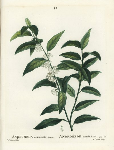 Andrómeda acuminata. Grabado a puntos coloreado a mano por Miss Brenet después de una ilustración de Pierre-Joseph Redoute del Tratado de Árboles y Arbustos de Henri Louis Duhamel du Moncel, París de Pierre Joseph Redouté