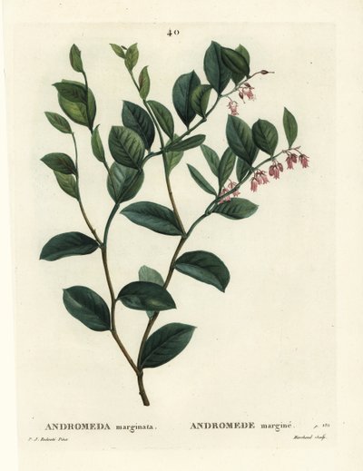 Andrómeda marginata. Grabado a mano coloreado por J. Marchand después de una ilustración de Pierre-Joseph Redoute del Tratado de Árboles y Arbustos de Henri Louis Duhamel du Moncel, París de Pierre Joseph Redouté